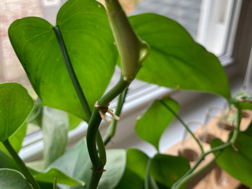 What on earth are these white growths on my philodendron?