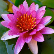 Foto von lotusteich