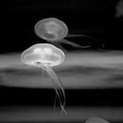 Frederick Blum's photo