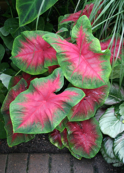 element to a garden, thanks to its foliage, which is splotched