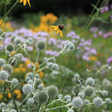 Bryn Mawr, PA - Native Meadow Design/Install