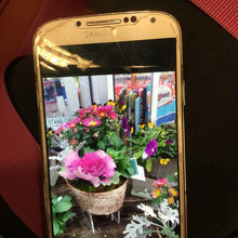 Plants