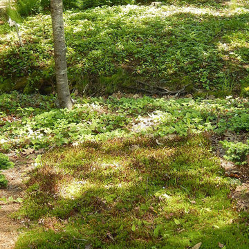 Maritime Woodland Garden
