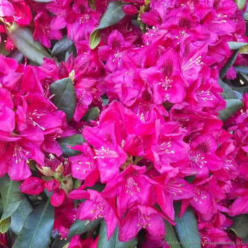 Plant Ideas & Colorful Combinations