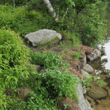 Three year plantings on Chocorua Lake