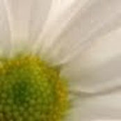 Kimberly Small's photo
