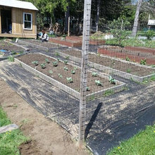 Vegetable garden