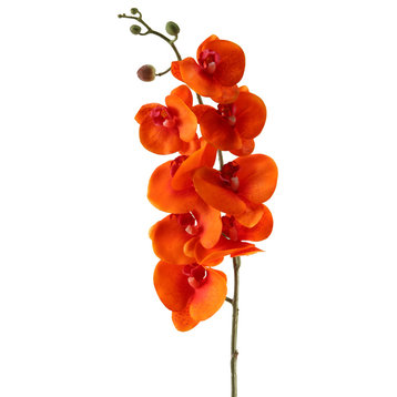 37.5" Phael Orchid, Set of 3, Orange