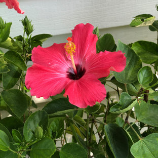 Großer, Halbschattiger Eklektischer Garten hinter dem Haus mit Blumenbeet und Mulch in Houston