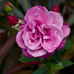 A Rose is a Rose - Fine Art Prints
