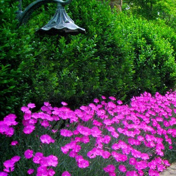 Carnation Border - The Flower Of Love