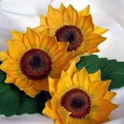 Carol LaGrone's photo