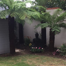 Tasmanian Tree Ferns