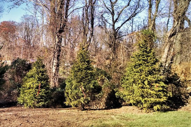 Installed 10'-12 Spruce trees