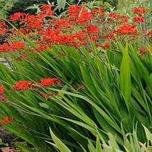Landscape plants