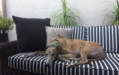 Pets’ Place: Greyhounds Baeley and Wyst Take It Easy