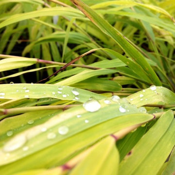 Hakonechloa