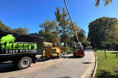 Large Dying Oak Removal