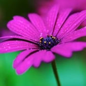Stephanie Dougherty's photo