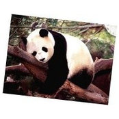 Janet McDougall's photo