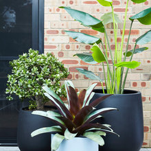 Plants