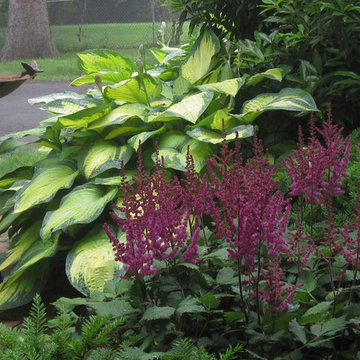 Astilbe with hosta