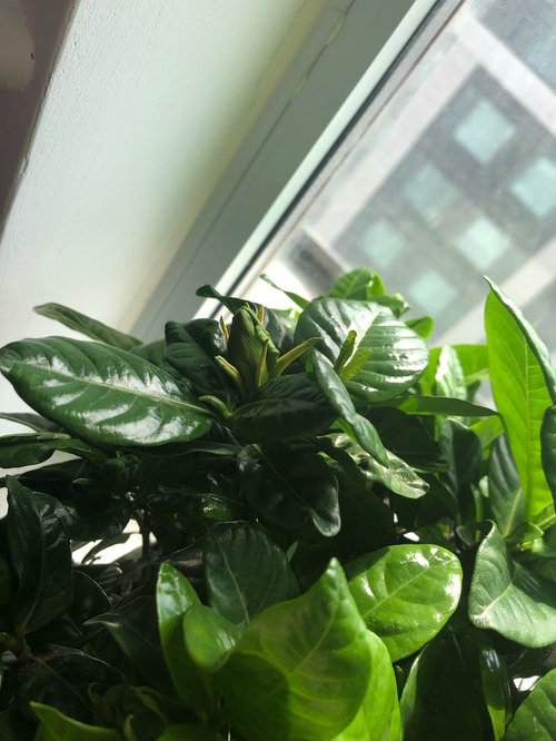 gardenia leaves turning yellow . buds stay unopened