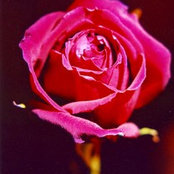 Tricia Robinson's photo