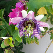 Foto von Tanya Bureau