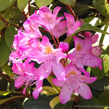 Plant Ideas & Colorful Combinations