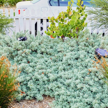 California Native Garden and Bioswale