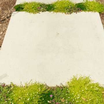 Creeping Plants Between Pavers