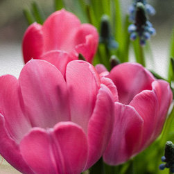 Triple Tulip - Artwork