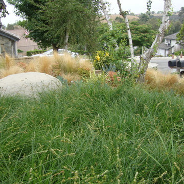 Ornamental Grass