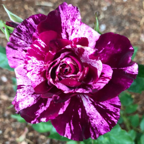 Purple Tiger rose