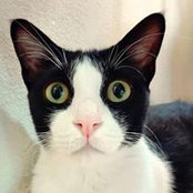 Magesa Magpie's photo