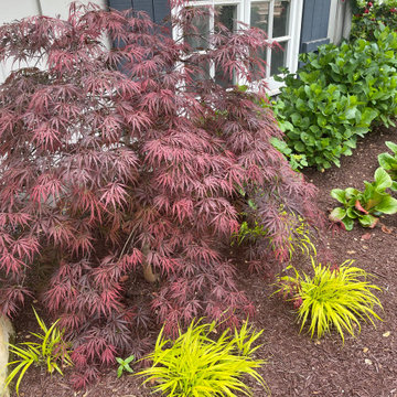 Japanese Maple