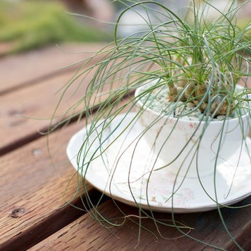 Dish Gardening Ideas