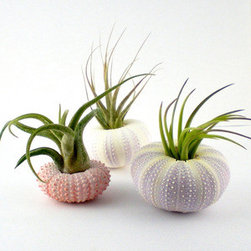 3 Pc. Set of Sea Urchin Shells with Air Plants - Indoor Pots And Planters