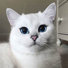pretty cats