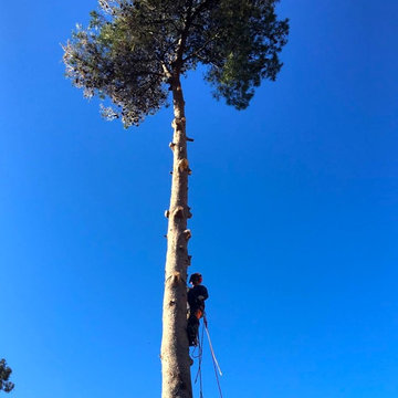 FORESTAL SILVESTRE-PODAS Y TALAS-CONFIA EN PROFESIONALES