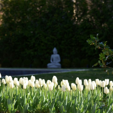 Spring, tulips