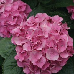 Cityline&reg; Berlin Bigleaf Hydrangea - Area Rugs