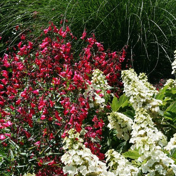 Modern Cottage Garden- Innis Arden
