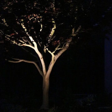 Palo Alto - Webster