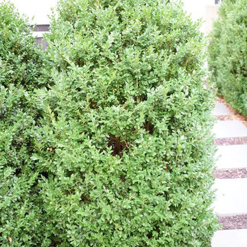 Kirkwood Boxwood Pruning