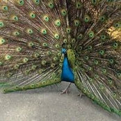 Photo de Michele Butchart