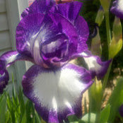 LC ware's photo