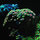 C Chung