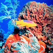 Ryan Whitfield's photo